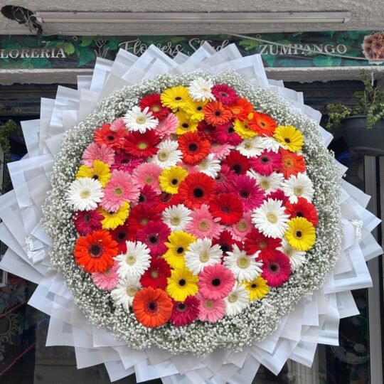 Ramo de 70 gerberas en colores mixtos con follaje baby alrededor