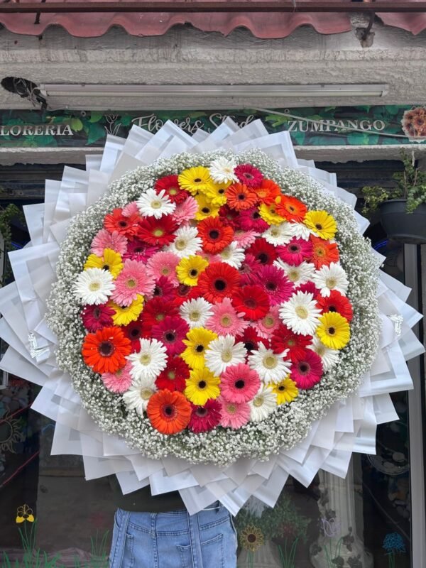 Ramo de 70 gerberas en colores mixtos con follaje baby alrededor